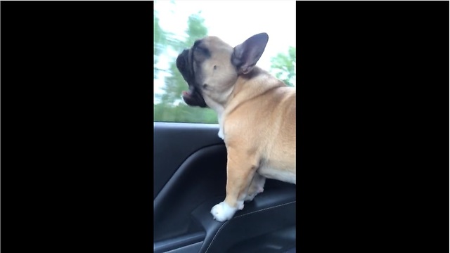 Talented Pooch Puts On Hilarious Show When He Hears His Favorite Song