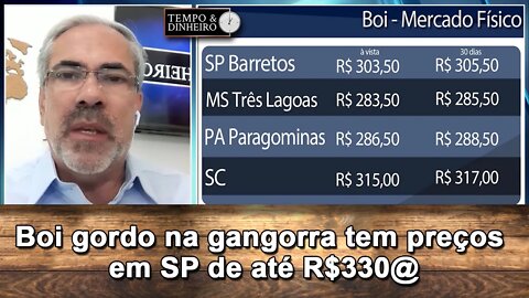 Boi gordo na gangorra tem preços em SP de até R$330@