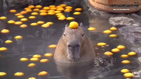 CAPYBARA