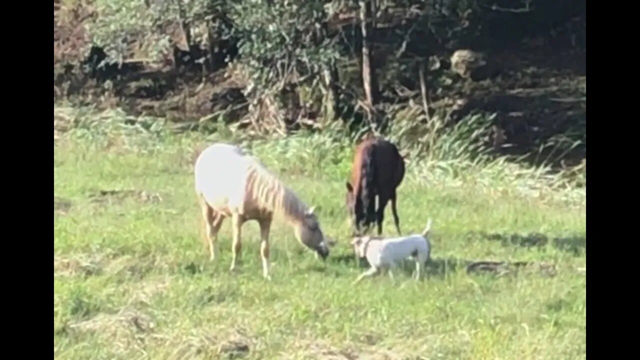 Looking at the brumby girls, they are very patient with Henry the dog