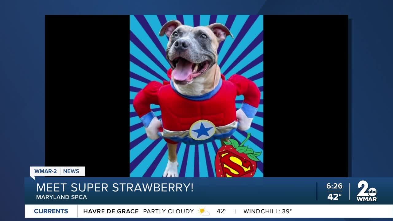 Meet Super Strawberry! Good Morning from the Maryland SPCA!