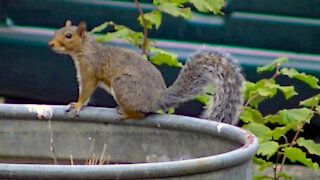 IECV NV #467 - 👀 Three Grey Squirrels Playing In The Backyard🐿️🐿️🐿️ 9-8-2017