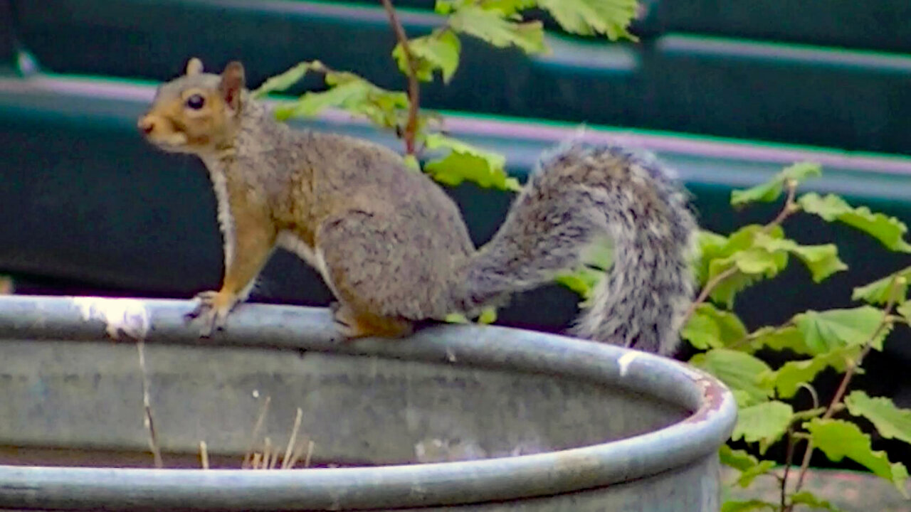 IECV NV #467 - 👀 Three Grey Squirrels Playing In The Backyard🐿️🐿️🐿️ 9-8-2017