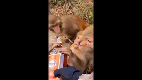 When monkeys 🐒 drinking whisky 🤣