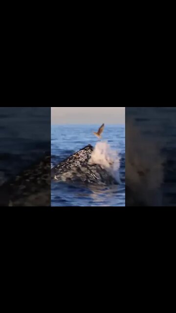 Humpback Whale Surface Lunge Feeding #viral #shorts #foryou