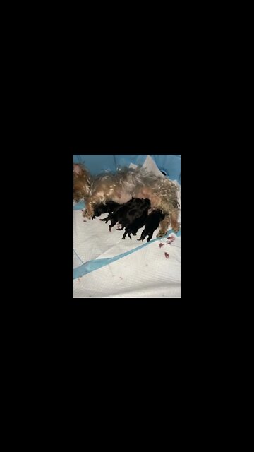 NEWBORN YORKIE PUPPIES 🥺❤️😱❤️