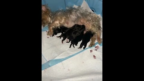 NEWBORN YORKIE PUPPIES 🥺❤️😱❤️