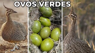 Ave que põe lindos ovos verdes (Martineta)