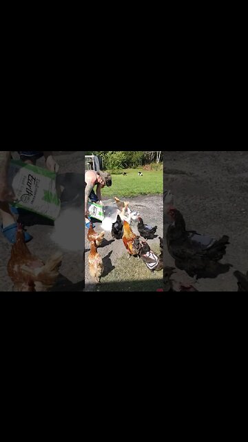 DE Refresh For Dustbaths #chickens #raisingchickens #chickenshorts #chickenlife