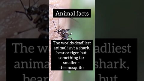 unbelievable animals #shorts #animals