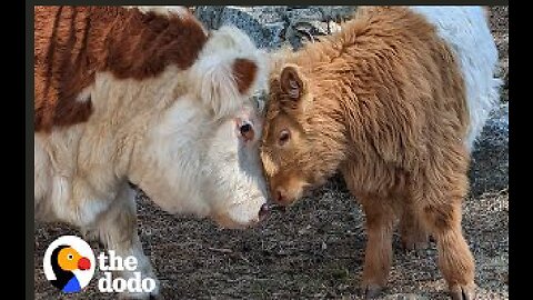 Fluffy Cow Grows Up Around Dogs And Starts Acting Like A Puppy Himself | The Dodo