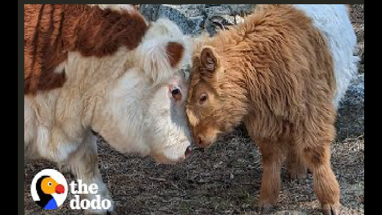 Fluffy Cow Grows Up Around Dogs And Starts Acting Like A Puppy Himself | The Dodo