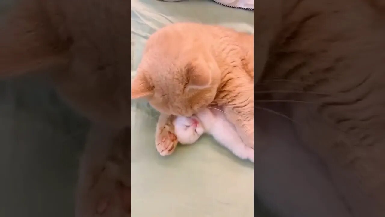 cute kitten
