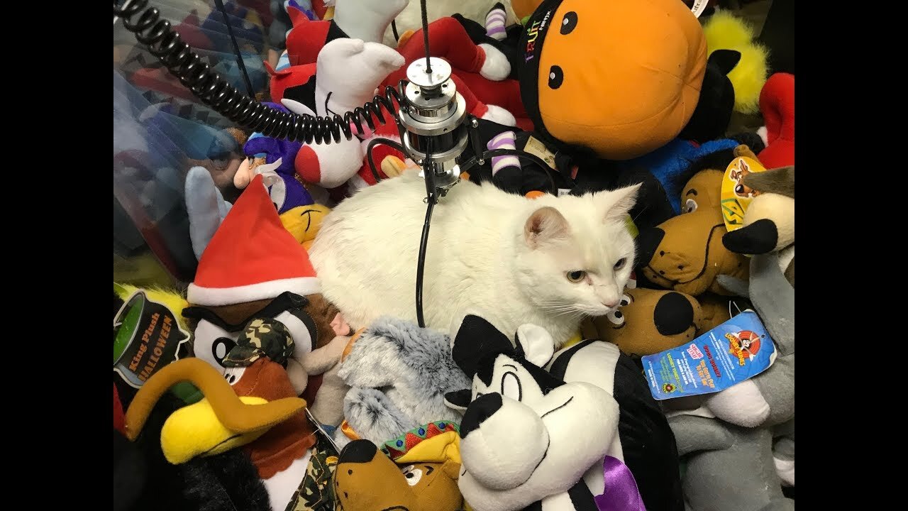 CAT LOCKED INSIDE CLAW MACHINE!