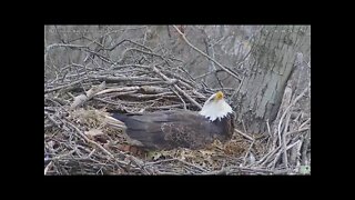 Hays Eagles Mom follows overhead flyby; Dad comes in with grass 2022 03 08 14:07
