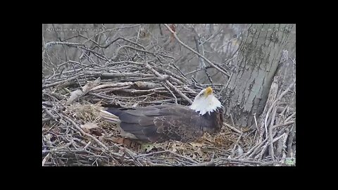 Hays Eagles Mom follows overhead flyby; Dad comes in with grass 2022 03 08 14:07
