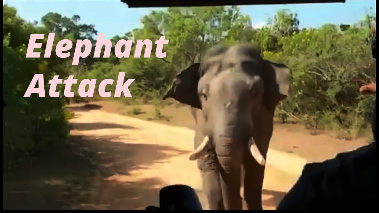 Elephant attack in sri lanka