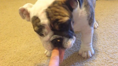 Puppy Agnes can't get enough peanut butter