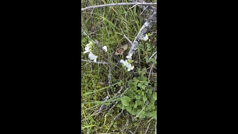 Milk Maids (Flowers) in the wind