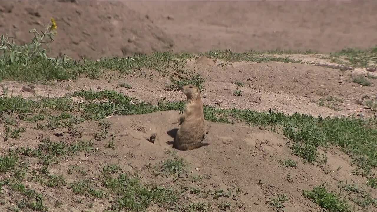 Walgreens in Parker under fire after landscapers 'inadvertently' cover prairie dog burrows