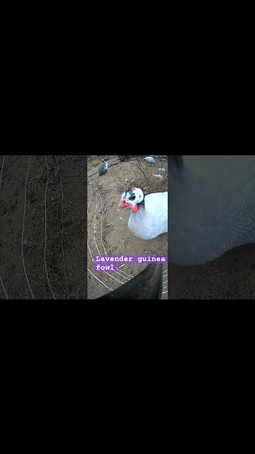 Lavender guinea fowl