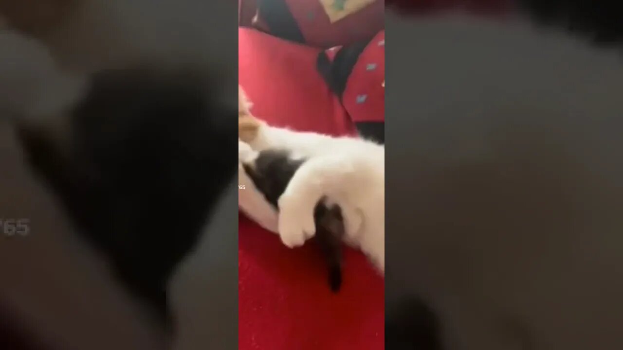 Cat reaction on kitten amazing