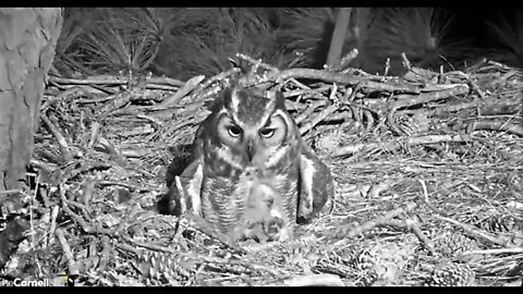 Late Night Snack For Owlet & Mom 🦉 2/23/22 19:43