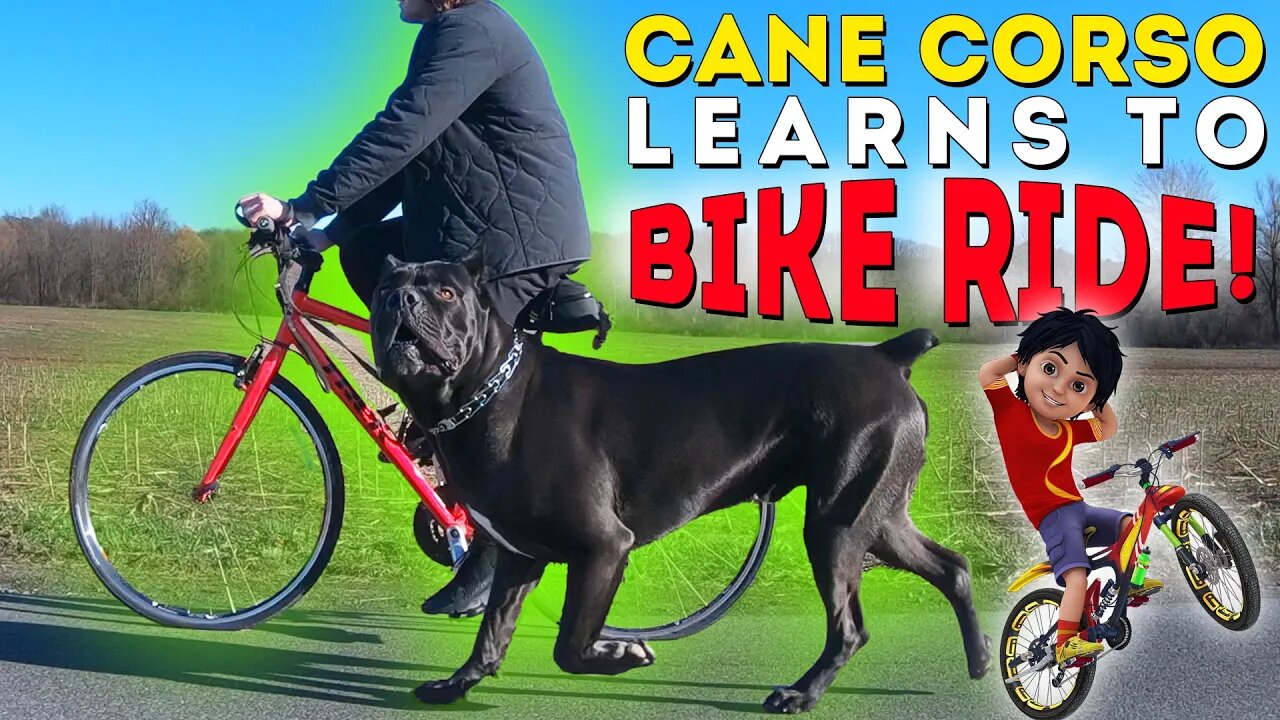 Cane Corso Learns To Bike Ride