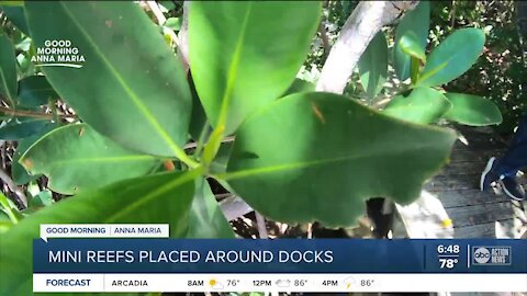 Students working with MOTE biologists and The Center for Anna Maria Island to keep water clean