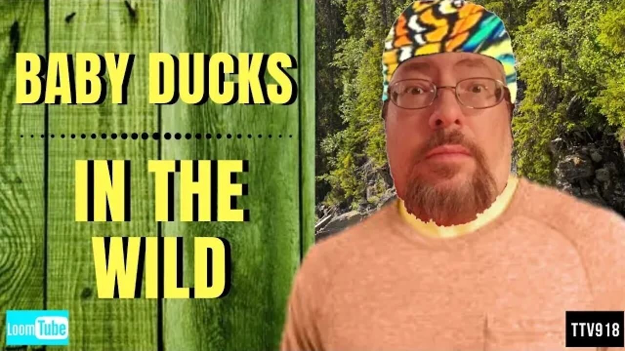 BABY DUCKS IN THE WILD - 062720 TTV918
