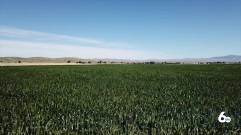 Drought having serious impact on Idaho's wheat crop