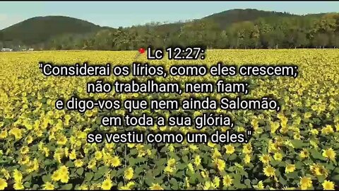 Lírio