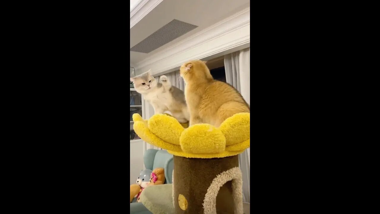 There was a fight. The couple fought too hard.....