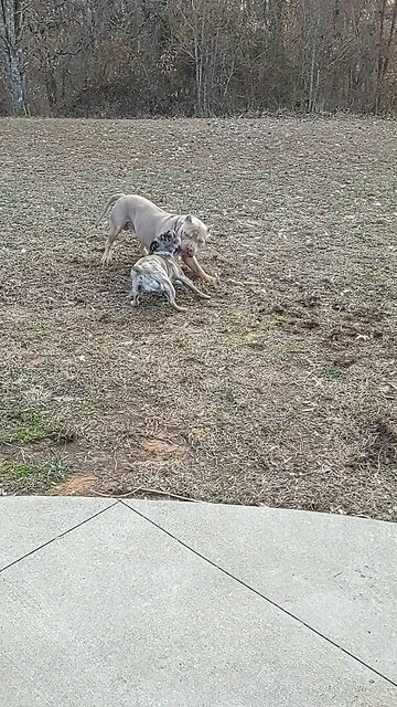 American Bully vs English Bulldog mix