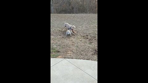 American Bully vs English Bulldog mix