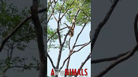 🤗 #AwwNIMALS - Nature's Gymnast: Lar Gibbon's Agile Play in the Forest on the Monkey Bars 💕