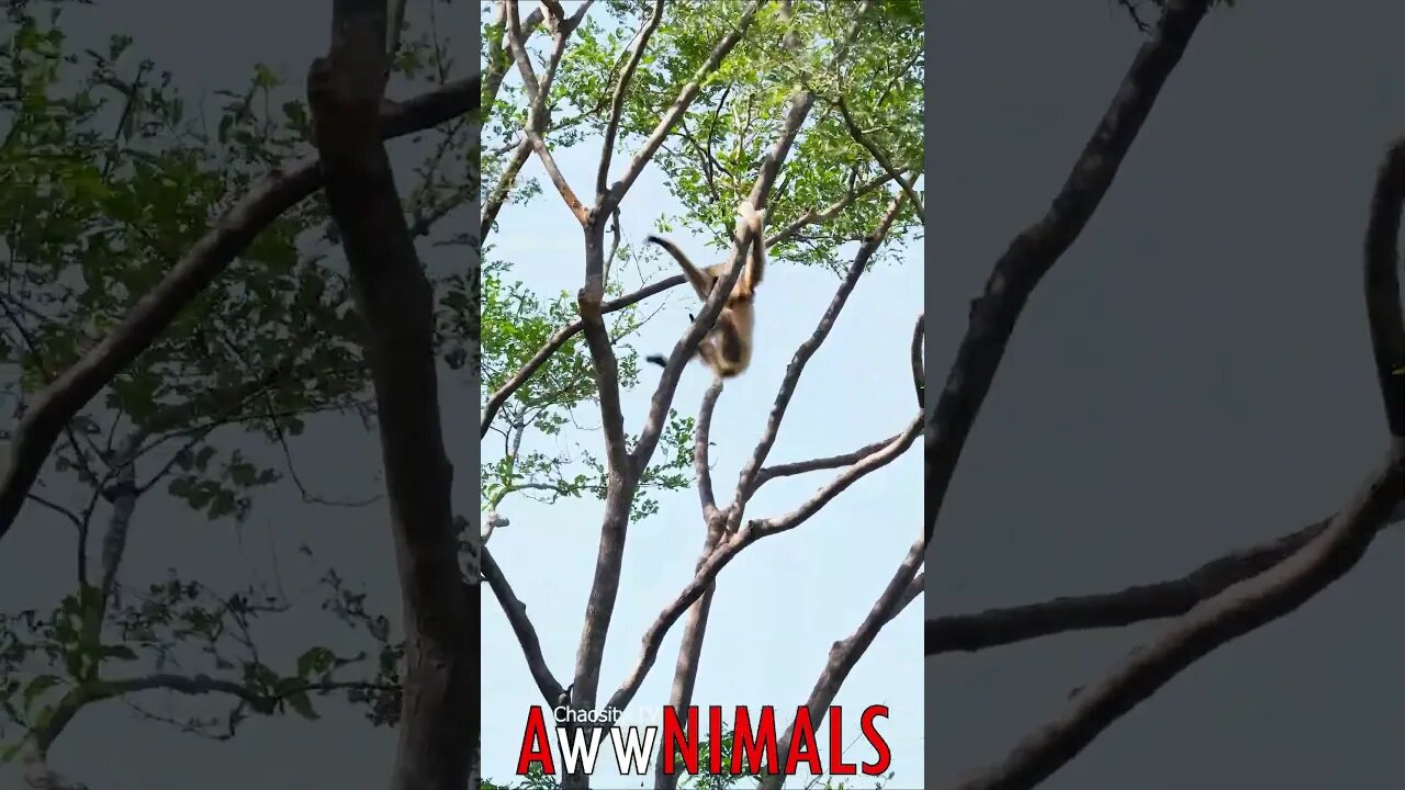🤗 #AwwNIMALS - Nature's Gymnast: Lar Gibbon's Agile Play in the Forest on the Monkey Bars 💕