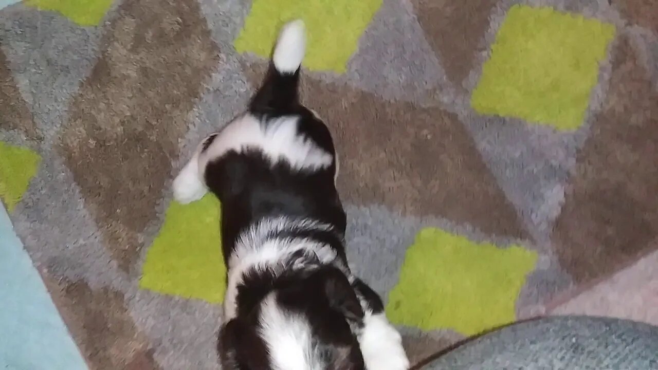 I litter 5/30/20