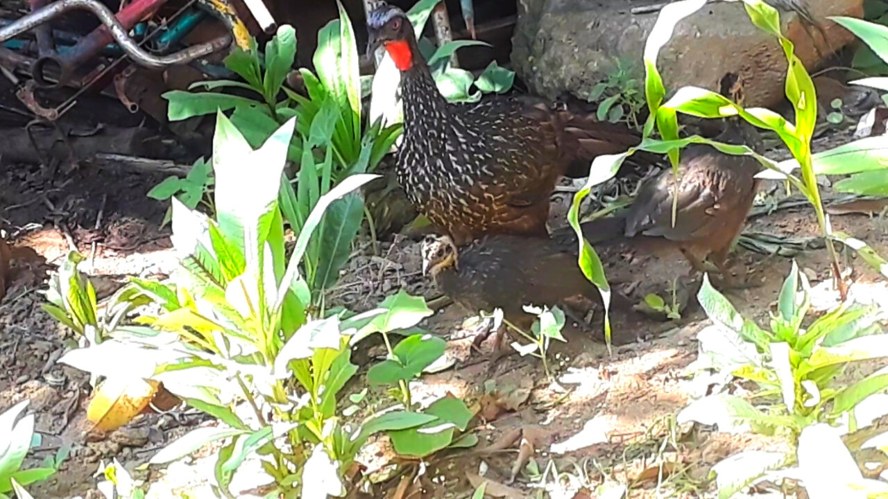 Jacu and her cubs in search of food Jacuaçu, jacuguaçu, guans