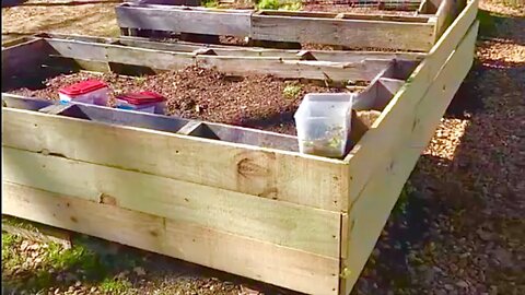Calf Update | Our Family Milk Cows| And Building THE Cheapest Raised Beds Ever! VLOG - The Mac’s