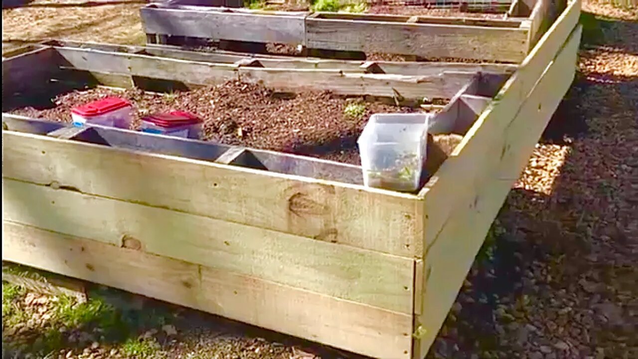 Calf Update | Our Family Milk Cows| And Building THE Cheapest Raised Beds Ever! VLOG - The Mac’s