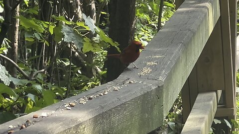 Juvenile Cardinal too dependant