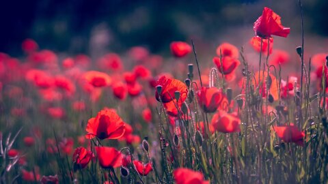 Beautiful Relaxing Music Peaceful instrumental Music Relaxing Guitar Music & Red Background ❤️