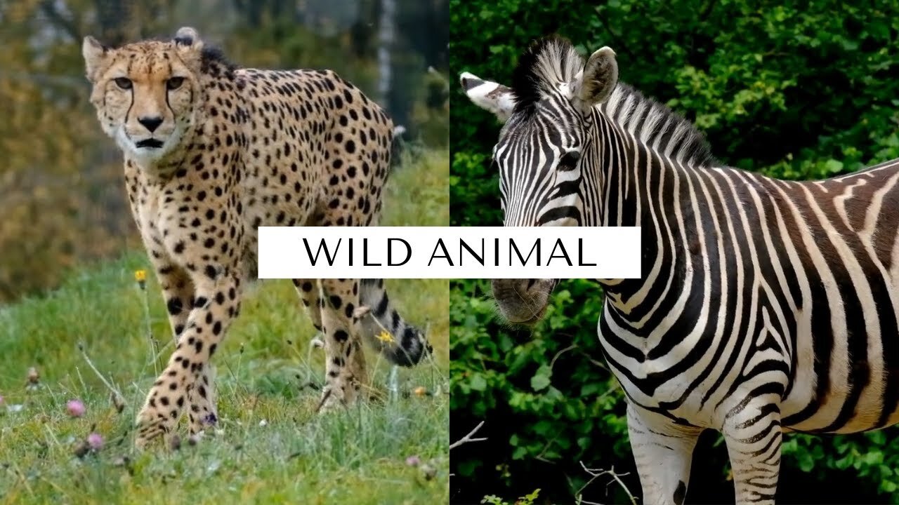 Wild Animals - Animal Video -HD video ( Nature in the world )