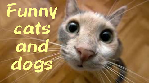 Best funny video | funny cats and dogs | funny animals
