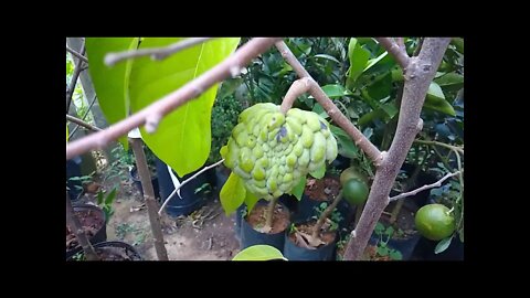 frutíferas produzindo em vaso promoção valida até 31/03/2022