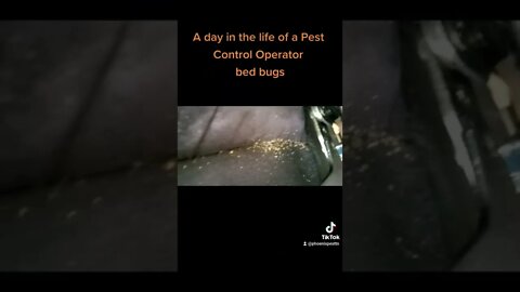 16 A day in the life of a Pest Control Operator #whatbugsme | Phoenix Pest Control