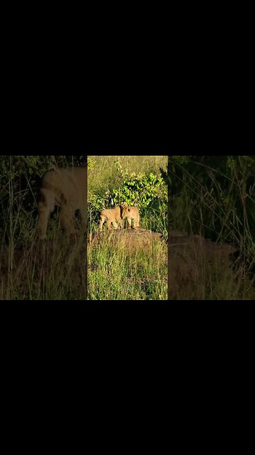 Lion Cub Playtime #shorts | #ShortsAfrica