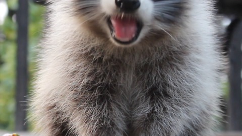 Fruity snack for friendly raccoon