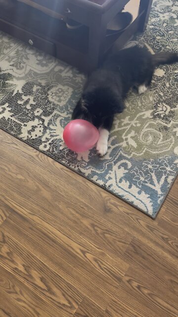 Curious husky with pink party balloon